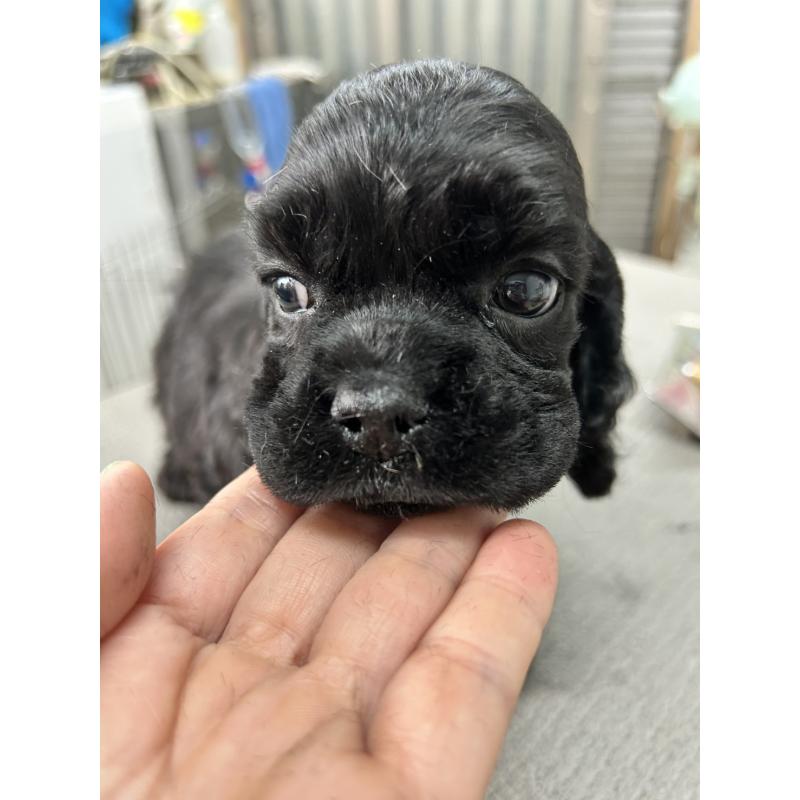 販売中の鹿児島県のアメリカンコッカースパニエル-455755の7枚目