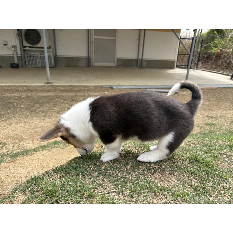 販売中の静岡県のウェルシュコーギーペンブローク-455753の3枚目