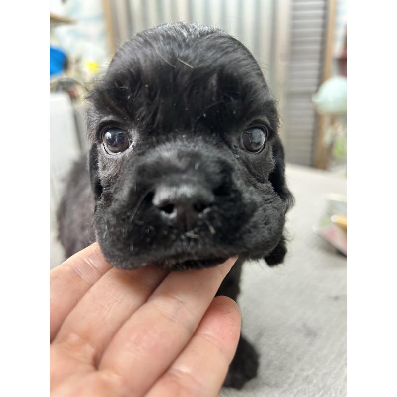 販売中の鹿児島県のアメリカンコッカースパニエル-455755の6枚目