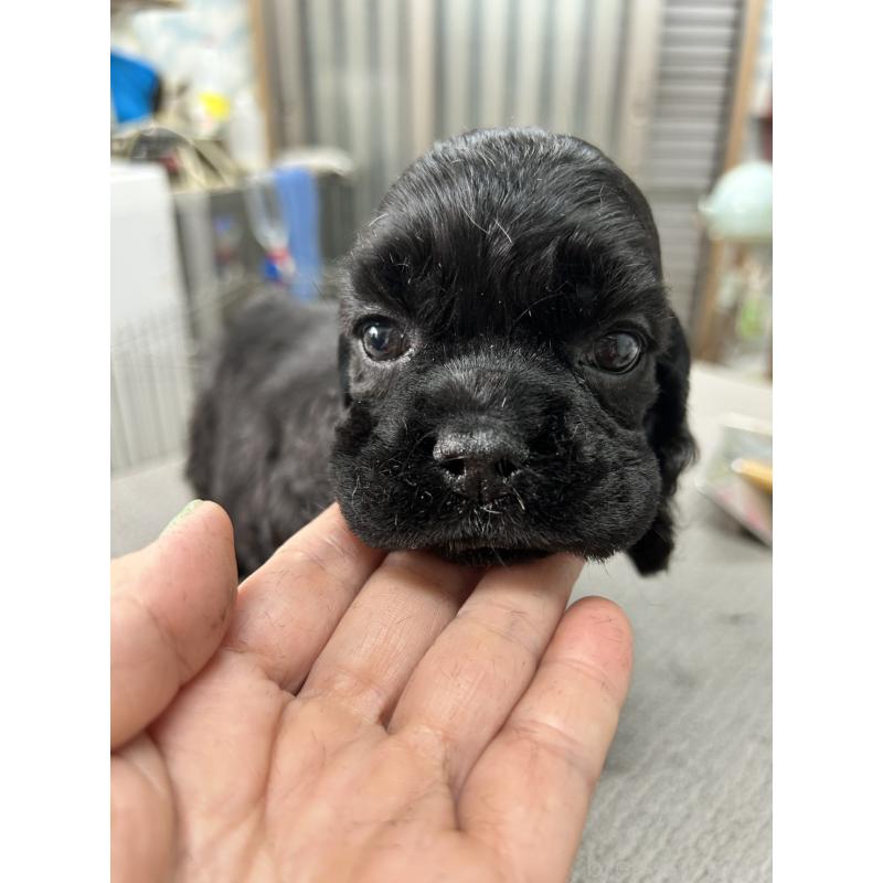 販売中の鹿児島県のアメリカンコッカースパニエル-455755の5枚目