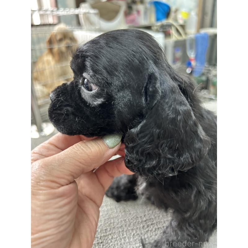 販売中の鹿児島県のアメリカンコッカースパニエル-455755の4枚目