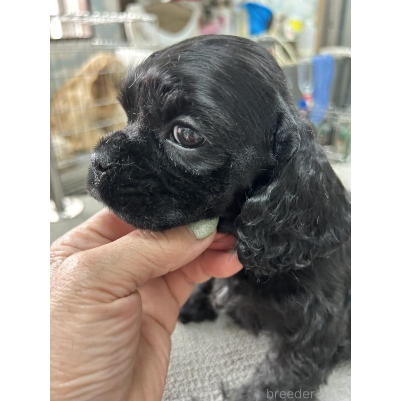 販売中の鹿児島県のアメリカンコッカースパニエル-455755の3枚目