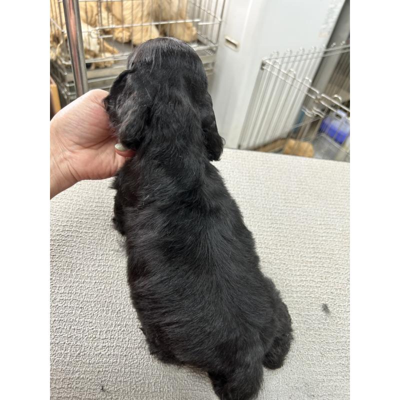 販売中の鹿児島県のアメリカンコッカースパニエル-455755の2枚目
