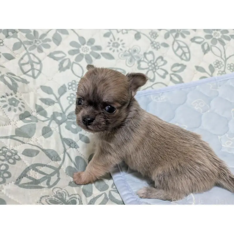 販売中の大分県のチワワ(ロングコート)-455757の8枚目