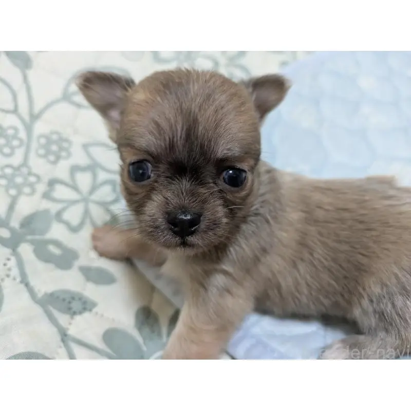 販売中の大分県のチワワ(ロングコート)-455757の7枚目