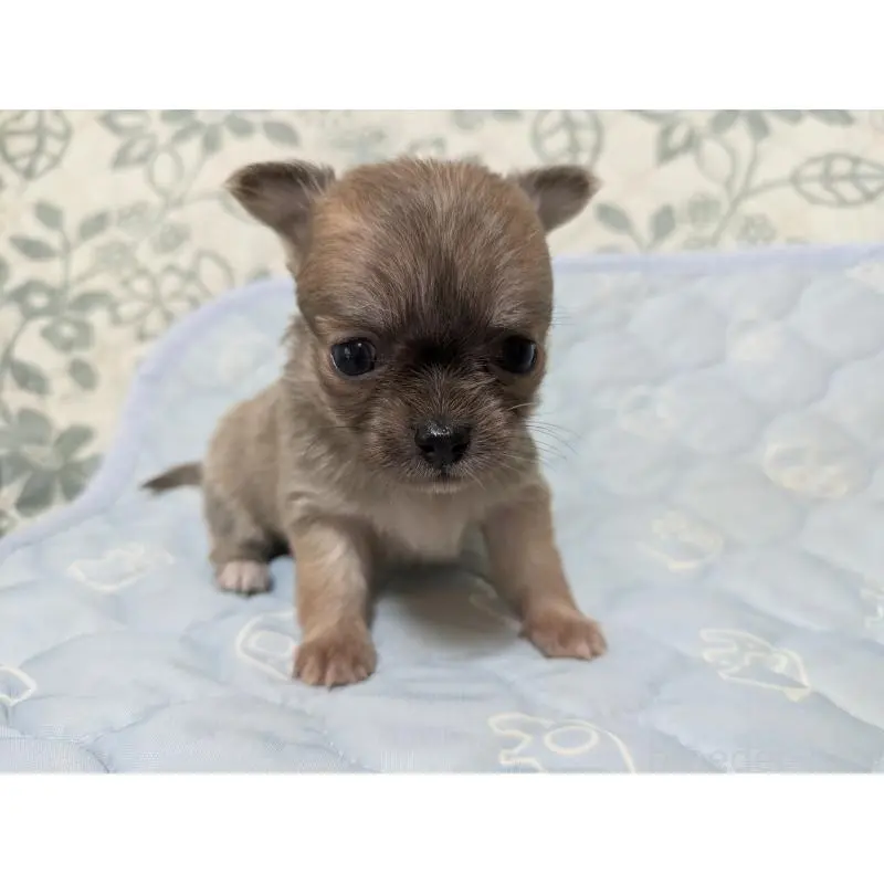 販売中の大分県のチワワ(ロングコート)-455757の6枚目