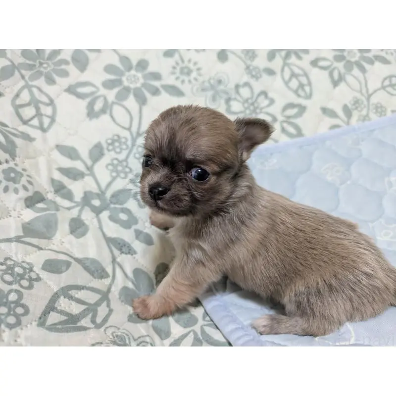 販売中の大分県のチワワ(ロングコート)-455757の5枚目