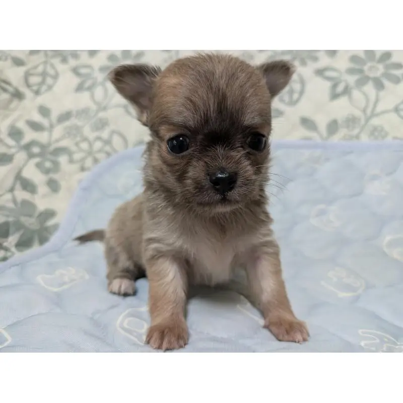 販売中の大分県のチワワ(ロングコート)-455757の4枚目