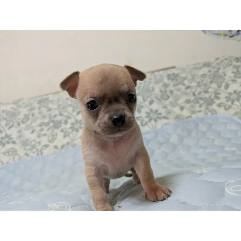 販売中の大分県のチワワ(ロングコート)-455757の3枚目