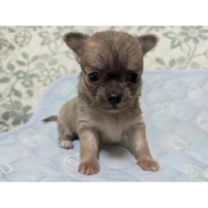 販売中の大分県のチワワ(ロングコート)-455757の2枚目