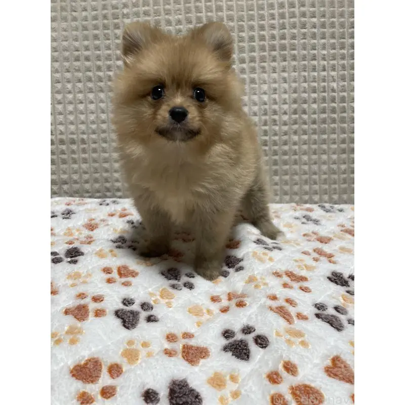 販売中の大阪府のポメラニアン-455756の9枚目