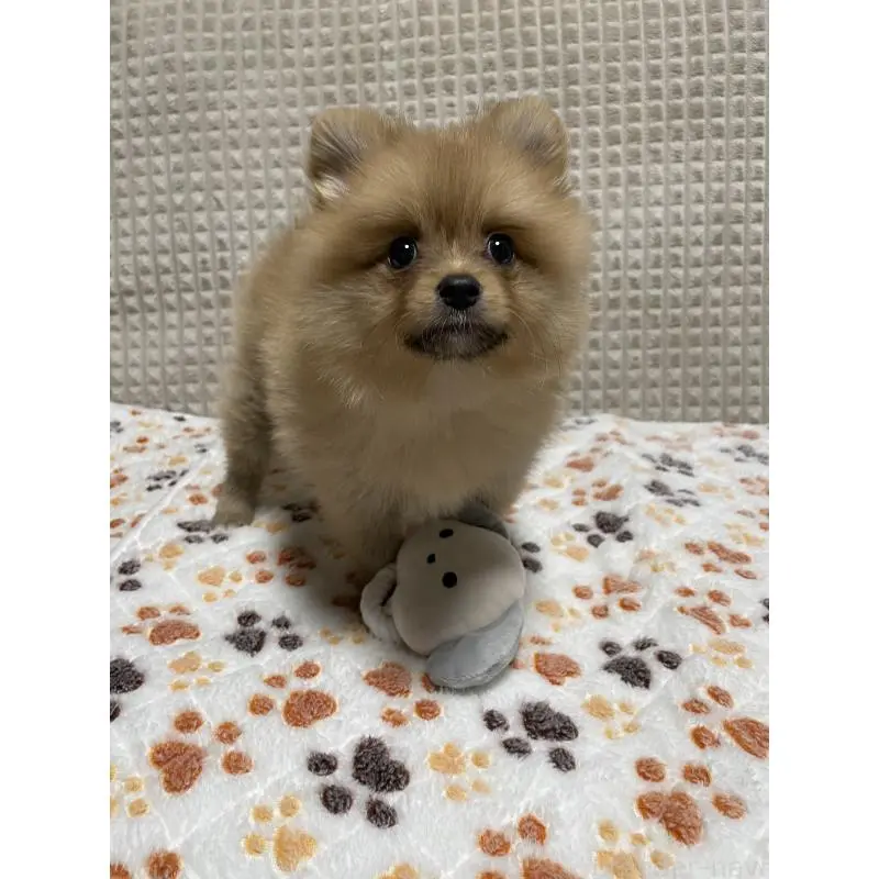 販売中の大阪府のポメラニアン-455756の8枚目