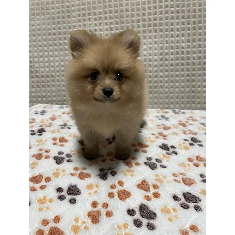 販売中の大阪府のポメラニアン-455756の7枚目