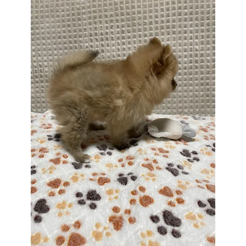 販売中の大阪府のポメラニアン-455756の6枚目