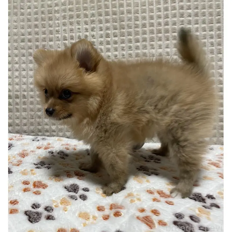 販売中の大阪府のポメラニアン-455756の5枚目