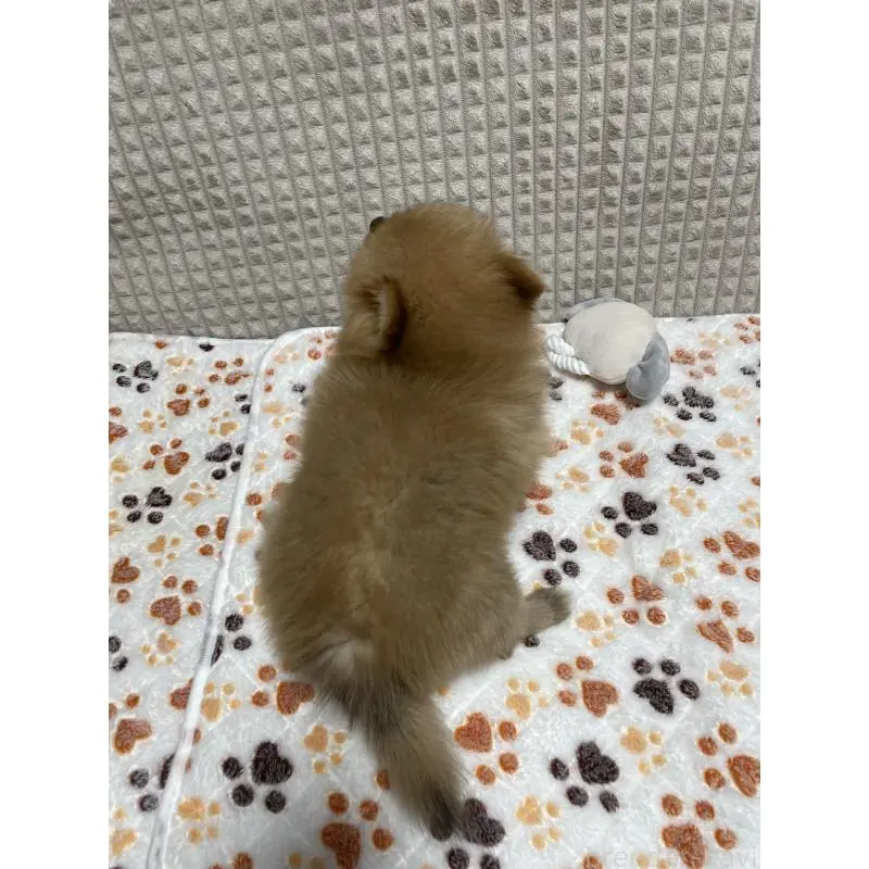 販売中の大阪府のポメラニアン-455756の4枚目