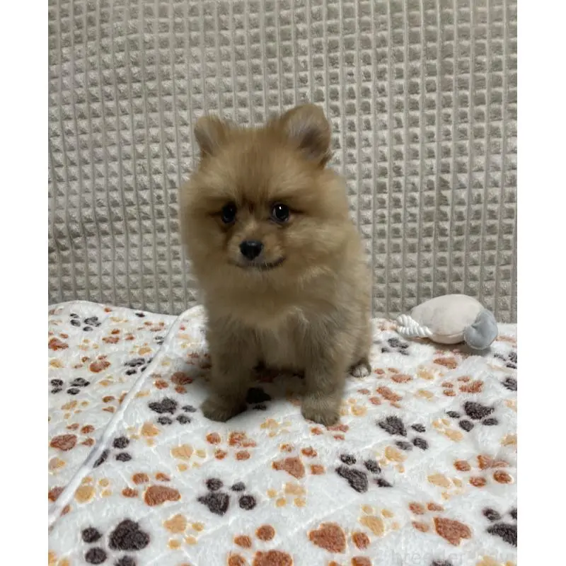 販売中の大阪府のポメラニアン-455756の2枚目