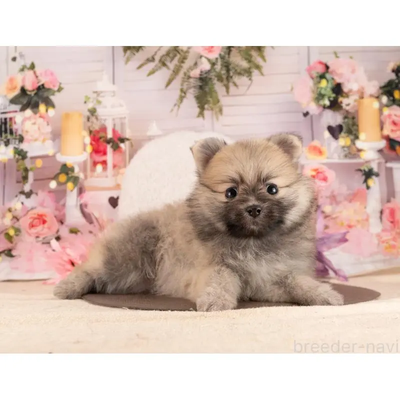 販売中の愛知県のポメラニアン-455758の5枚目