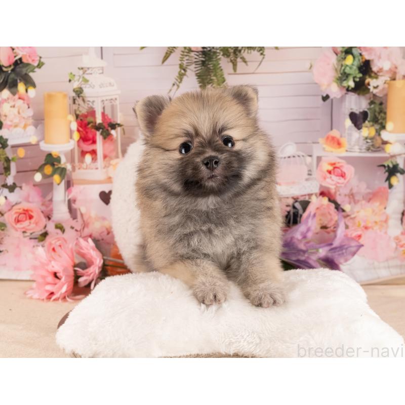 販売中の愛知県のポメラニアン-455758の4枚目