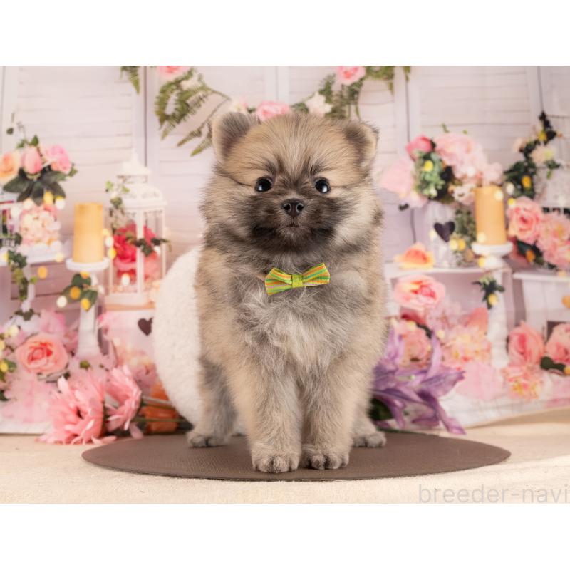 販売中の愛知県のポメラニアン-455758の3枚目