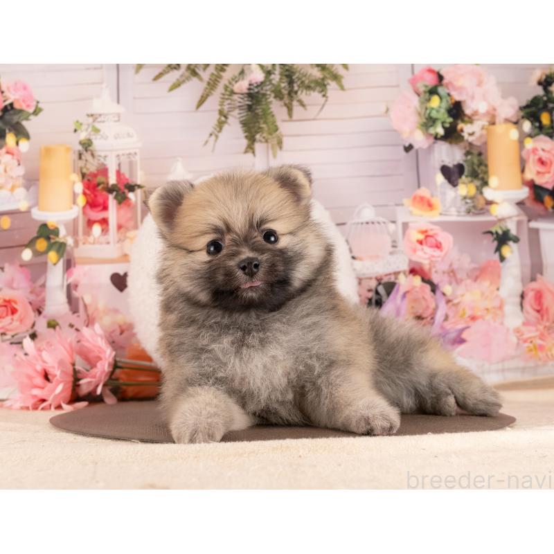 販売中の愛知県のポメラニアン-455758の2枚目