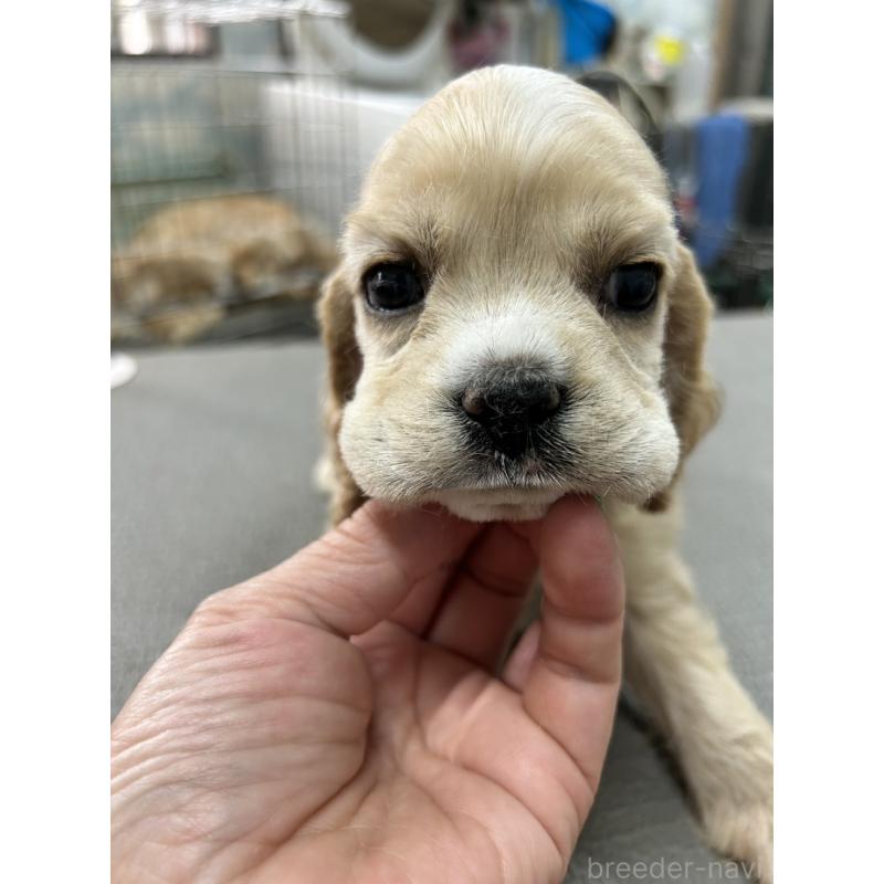 販売中の鹿児島県のアメリカンコッカースパニエル-455759の4枚目