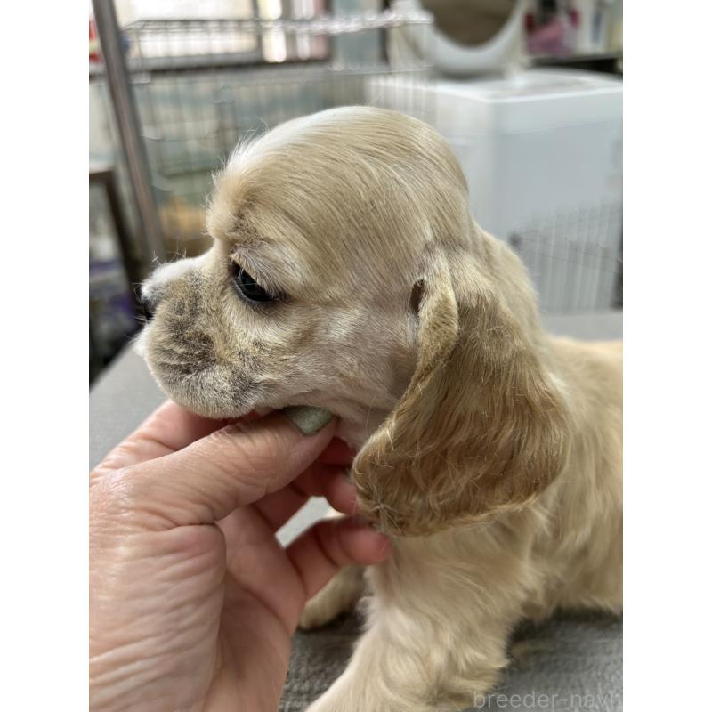 販売中の鹿児島県のアメリカンコッカースパニエル-455759の3枚目