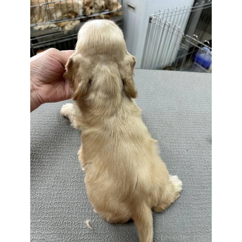 販売中の鹿児島県のアメリカンコッカースパニエル-455759の2枚目