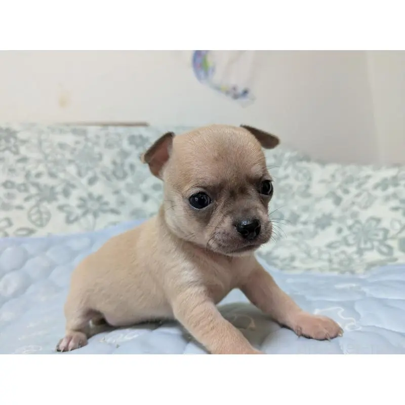 販売中の大分県のチワワ(スムースコート)-455760の4枚目