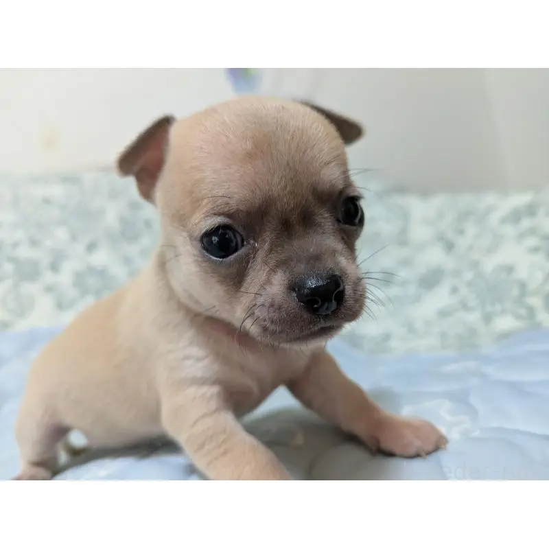 販売中の大分県のチワワ(スムースコート)-455760の3枚目