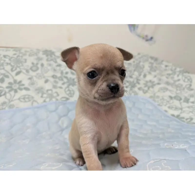 販売中の大分県のチワワ(スムースコート)-455760の2枚目