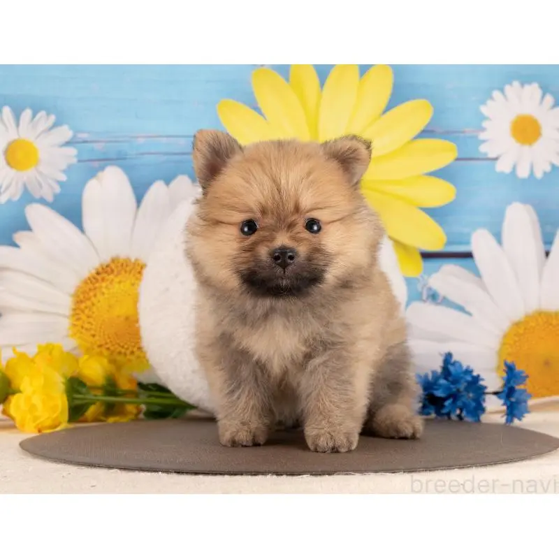 販売中の愛知県のポメラニアン-455761の5枚目