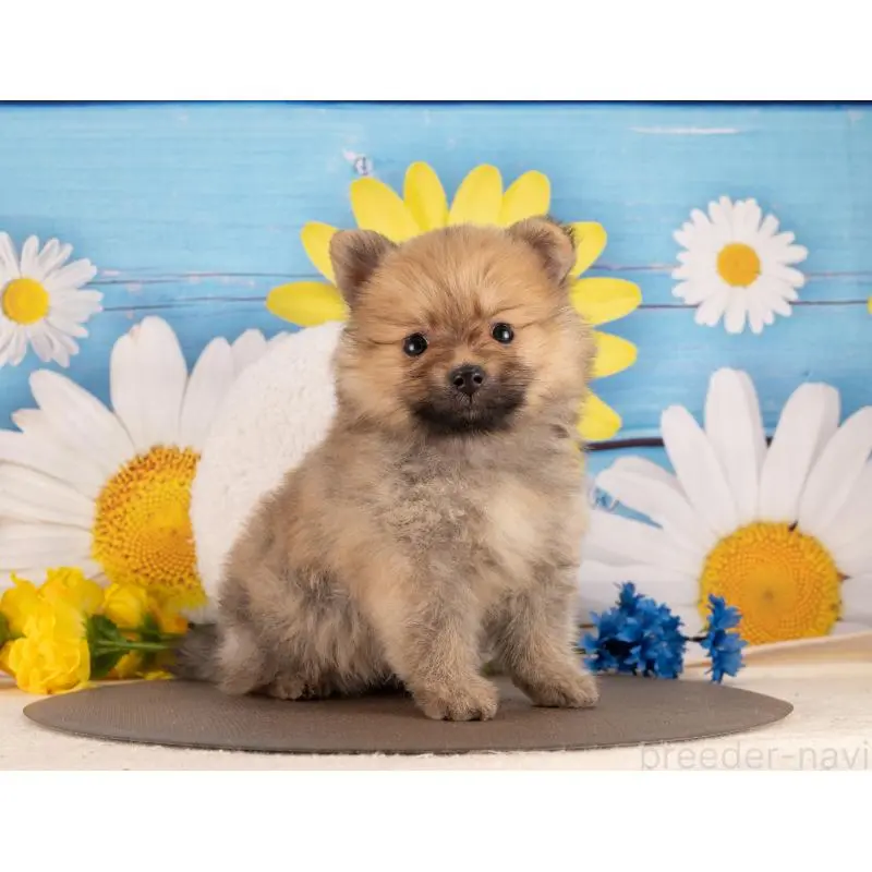 販売中の愛知県のポメラニアン-455761の4枚目