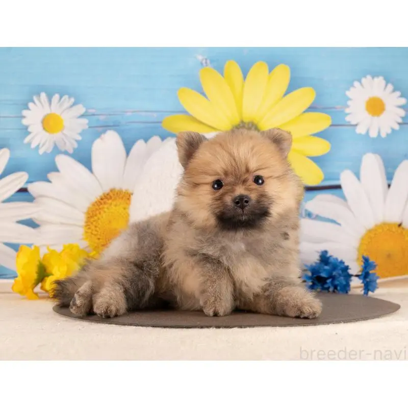 販売中の愛知県のポメラニアン-455761の3枚目