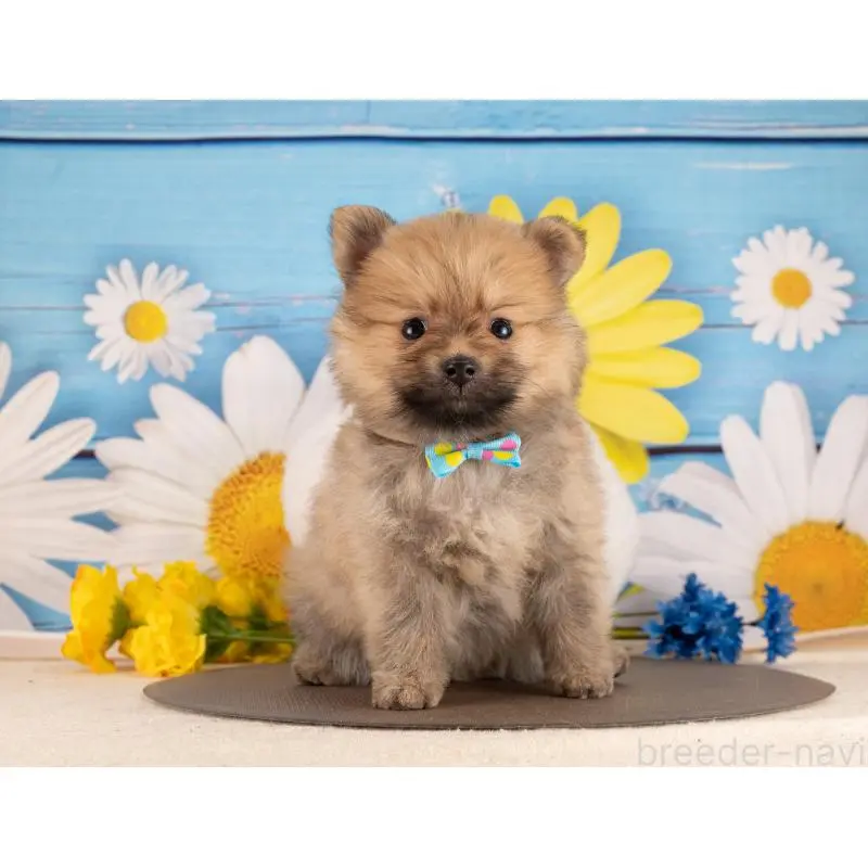 販売中の愛知県のポメラニアン-455761の2枚目