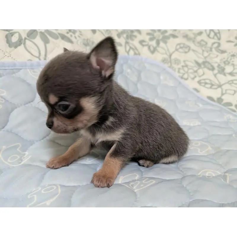 販売中の大分県のチワワ(スムースコート)-455762の7枚目