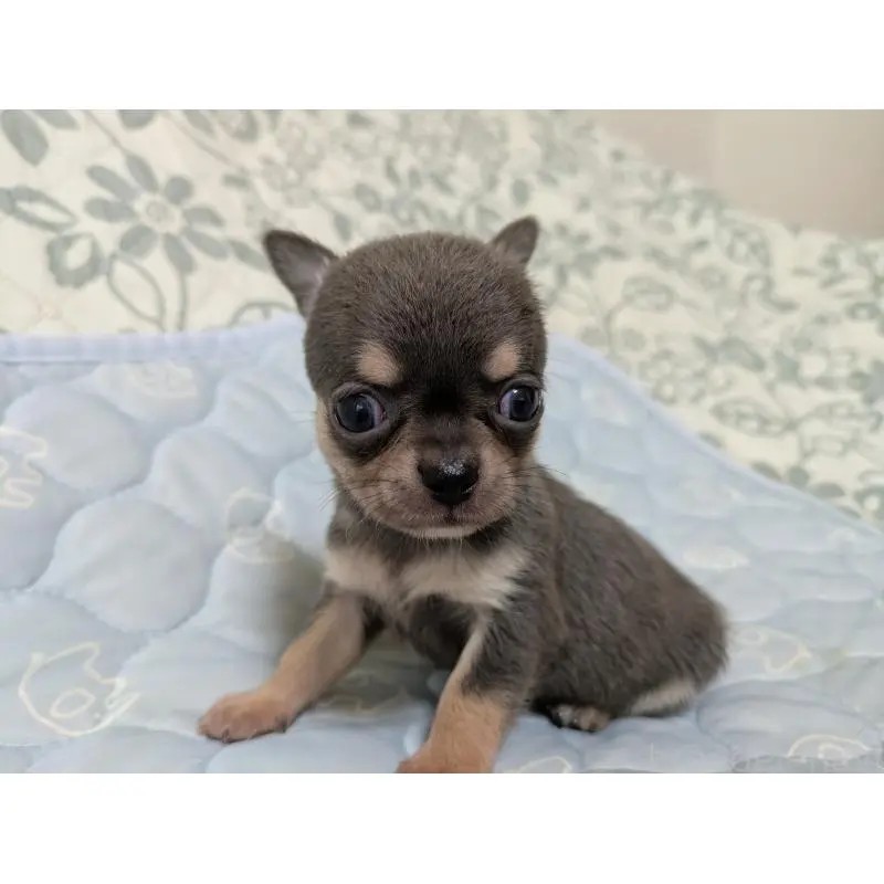 販売中の大分県のチワワ(スムースコート)-455762の6枚目