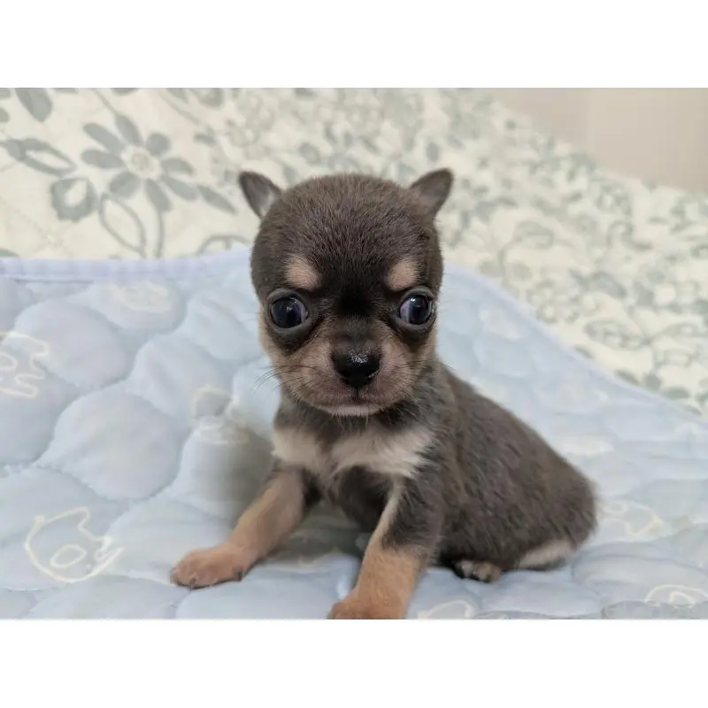 販売中の大分県のチワワ(スムースコート)-455762の5枚目