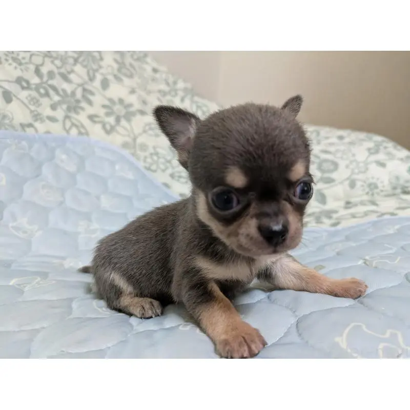 販売中の大分県のチワワ(スムースコート)-455762の4枚目