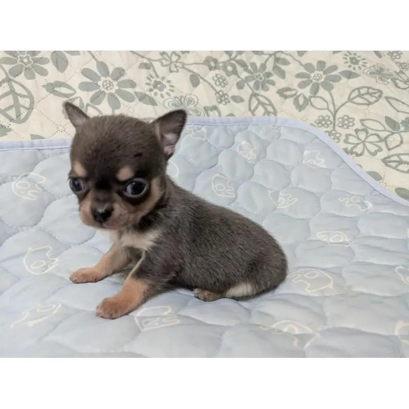 販売中の大分県のチワワ(スムースコート)-455762の3枚目