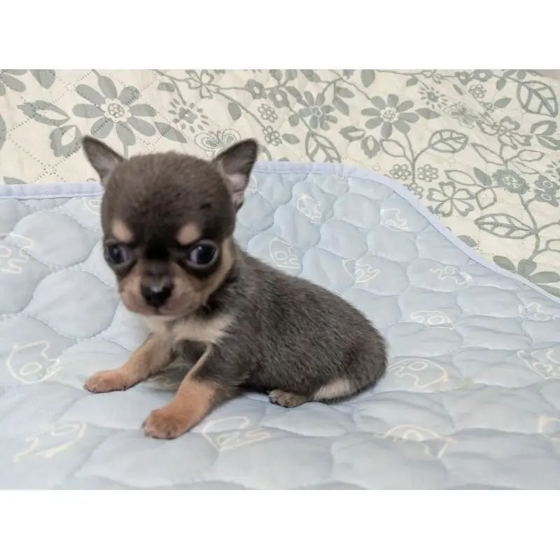 販売中の大分県のチワワ(スムースコート)-455762の2枚目