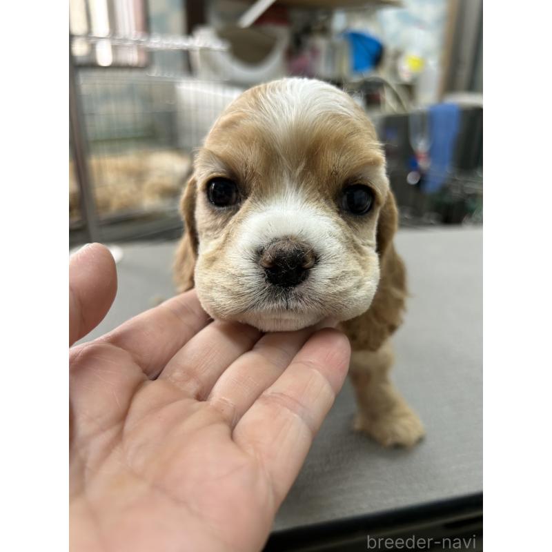 販売中の鹿児島県のアメリカンコッカースパニエル-455763