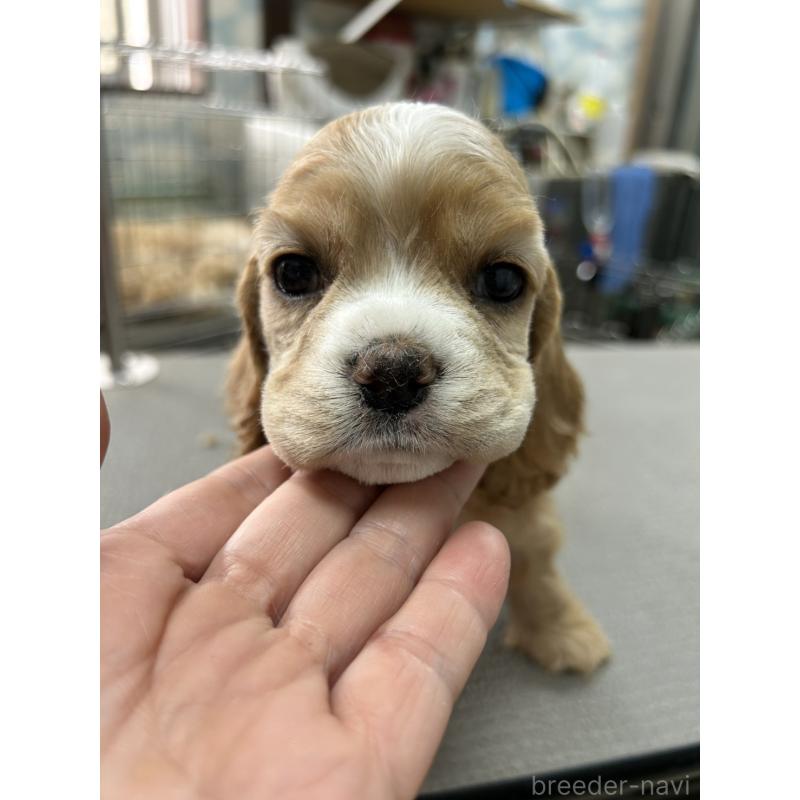 販売中の鹿児島県のアメリカンコッカースパニエル-455763の4枚目