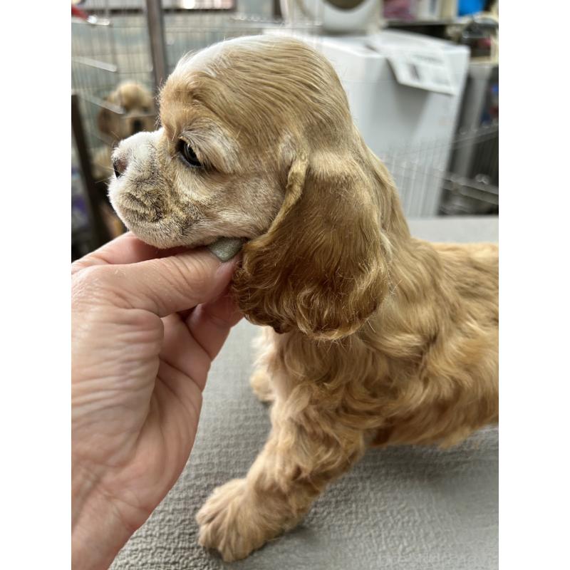 販売中の鹿児島県のアメリカンコッカースパニエル-455763の3枚目