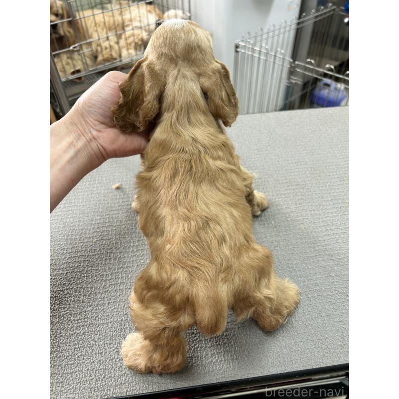 販売中の鹿児島県のアメリカンコッカースパニエル-455763の2枚目