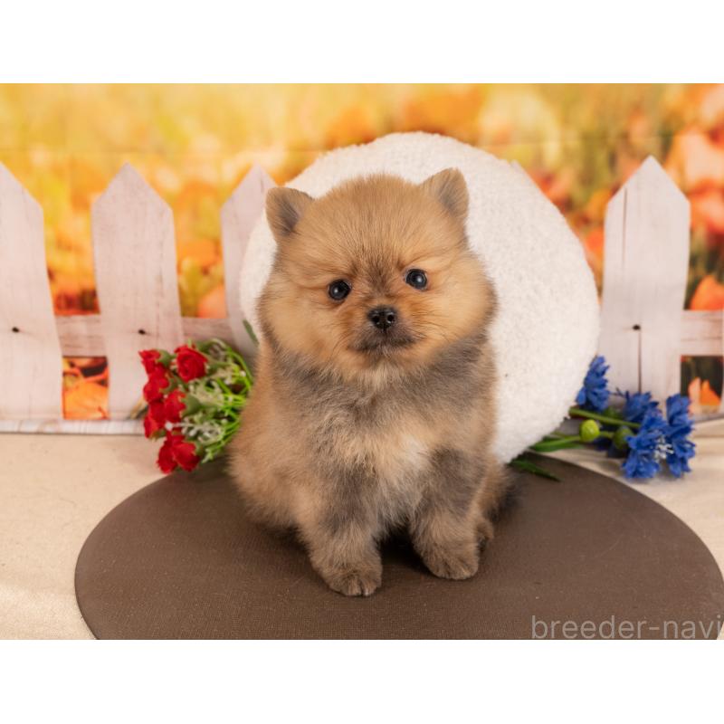 販売中の愛知県のポメラニアン-455764の5枚目