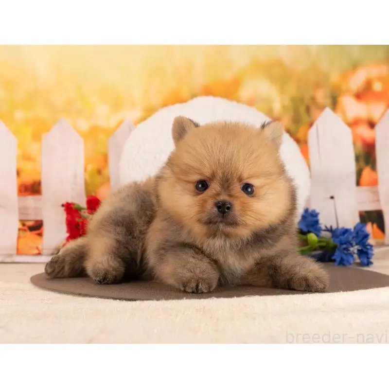 販売中の愛知県のポメラニアン-455764の4枚目