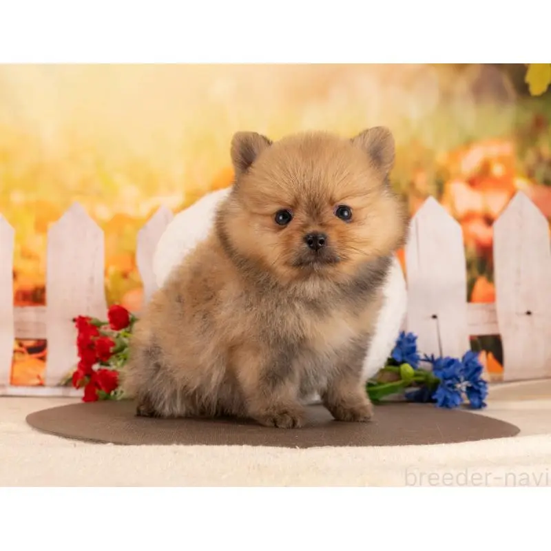 販売中の愛知県のポメラニアン-455764の3枚目