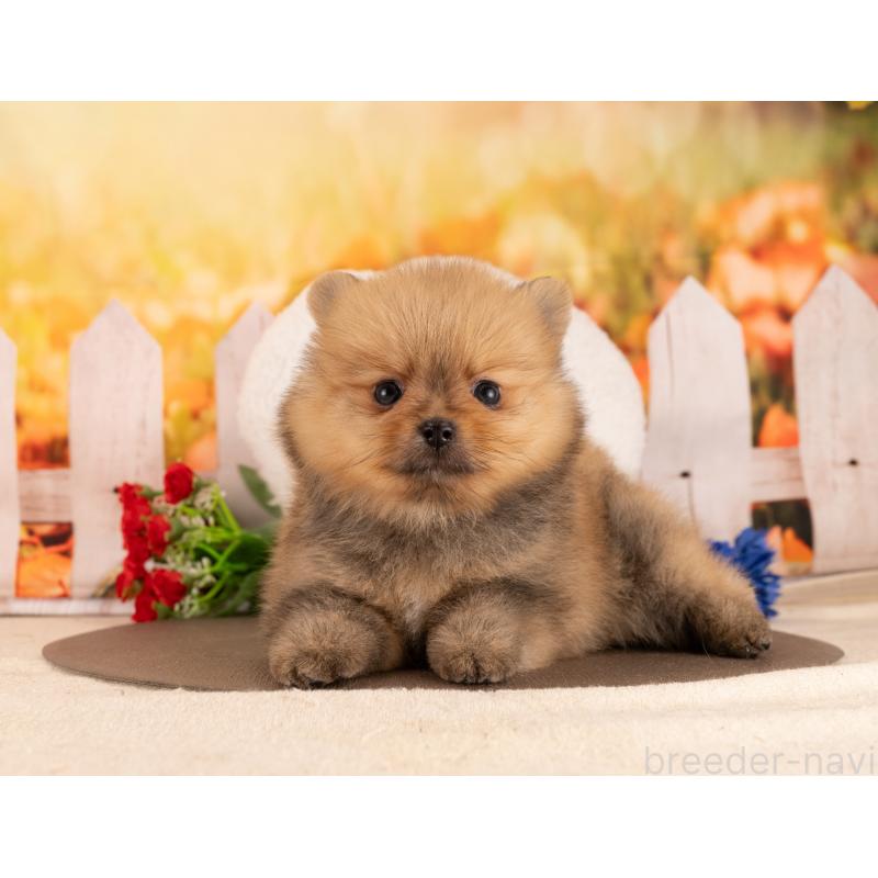 販売中の愛知県のポメラニアン-455764の2枚目