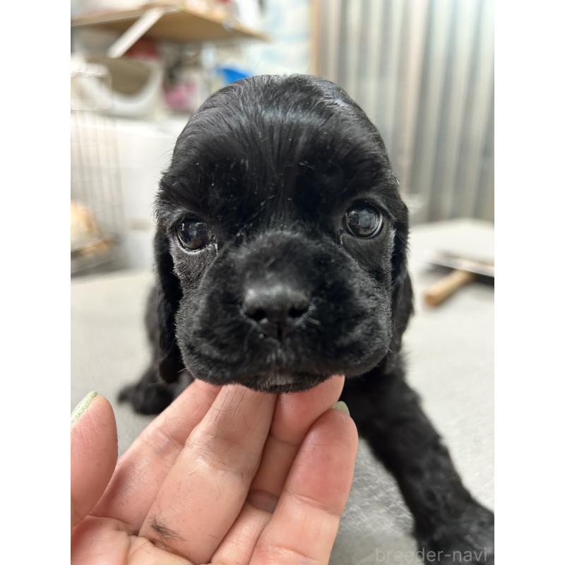 販売中の鹿児島県のアメリカンコッカースパニエル-455765の4枚目